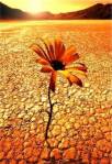 115_Fiore-nel-deserto